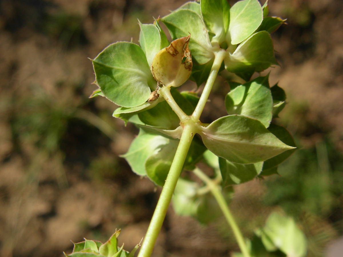 Euphorbia falcata L. subsp. falcata